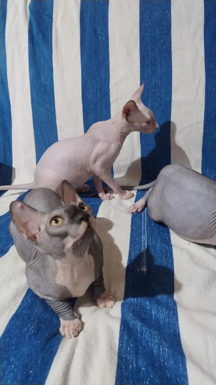 Sphynx 5 meses - Foto 2