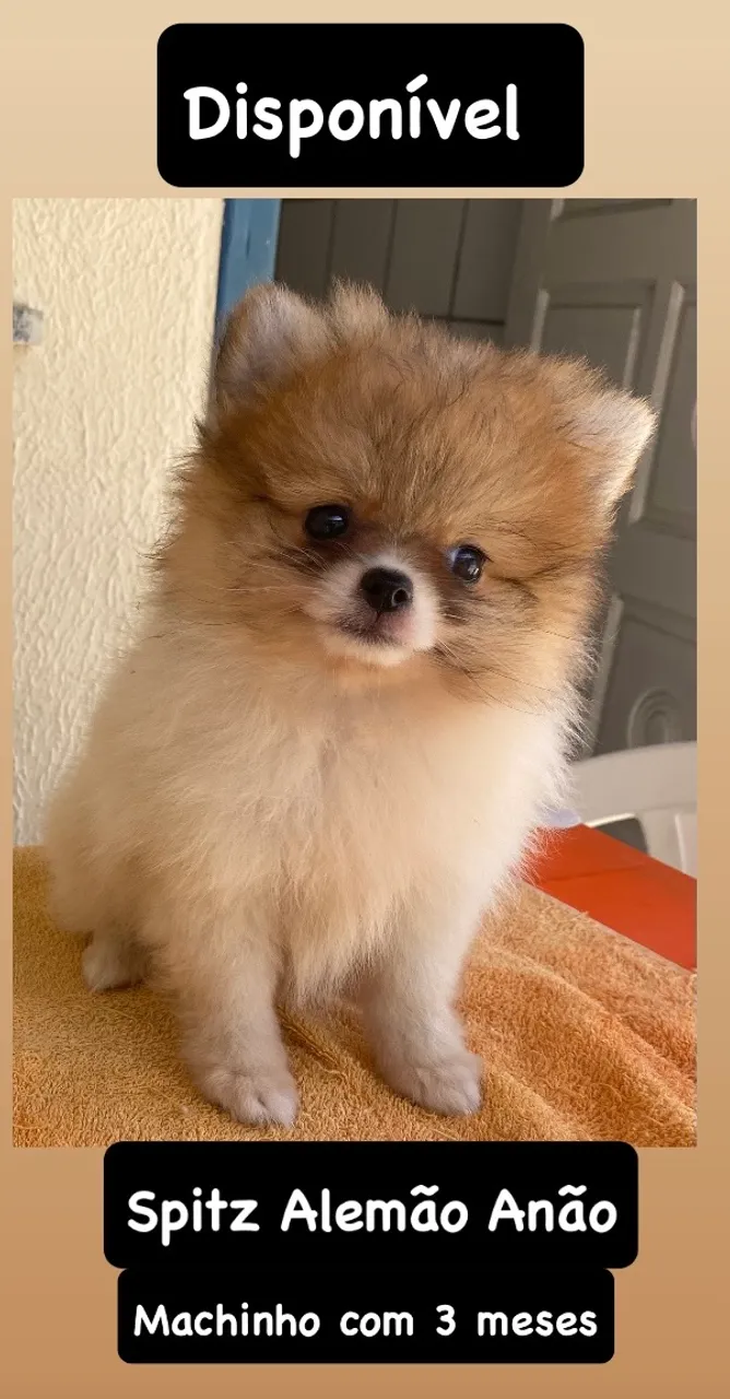 Spitz Alemão Anão Machinho 3 Meses - Disponível