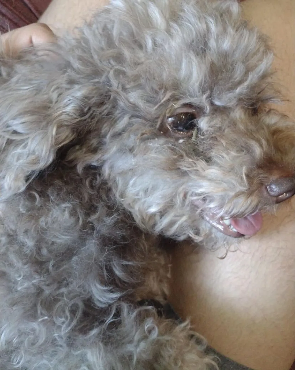 Princesinha busca dono!