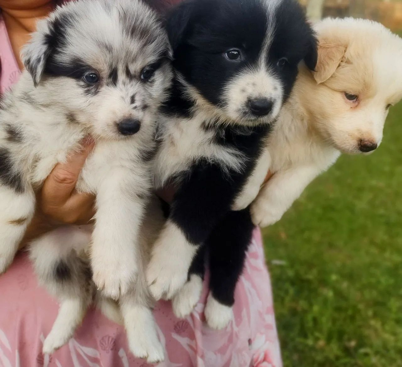 Filhotes de Border Collie Super Promoção 10x s/j