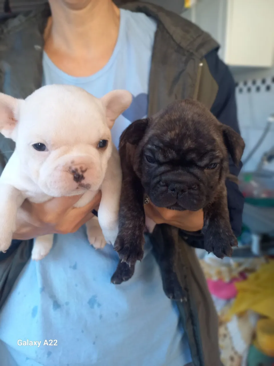 Filhotes de Bulldog Francês disponíveis