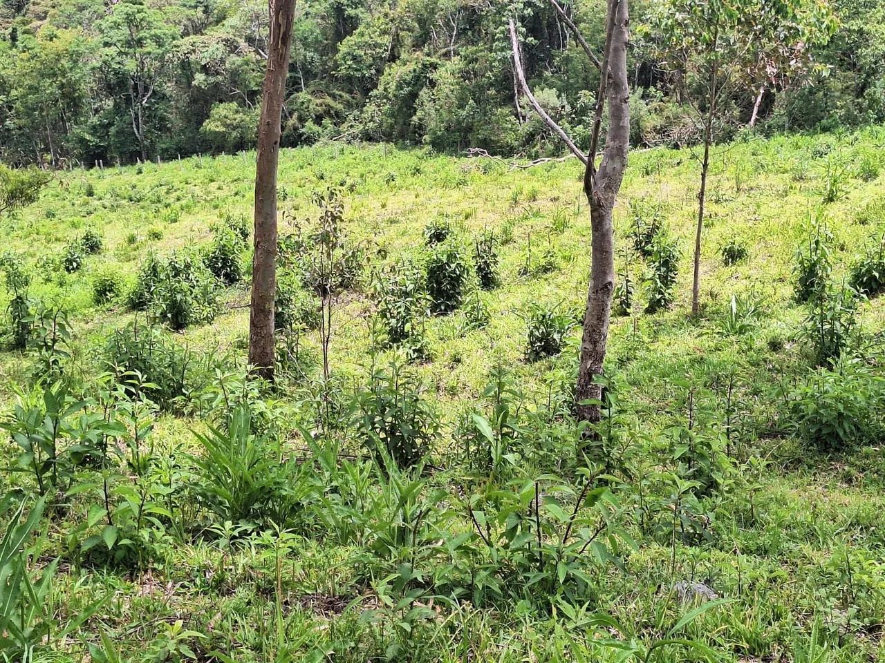 Terreno 40.000m², Delfim Moreira /MG - Foto 10