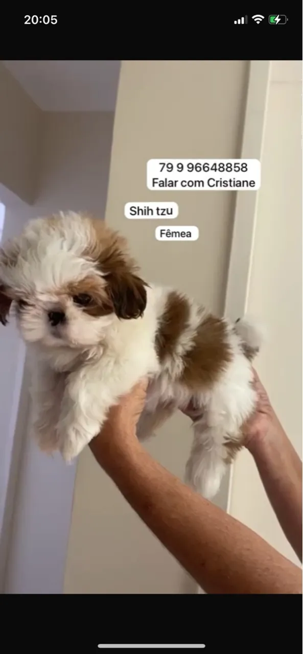 Shih tzu com pedrigree, ótima oportunidade!
