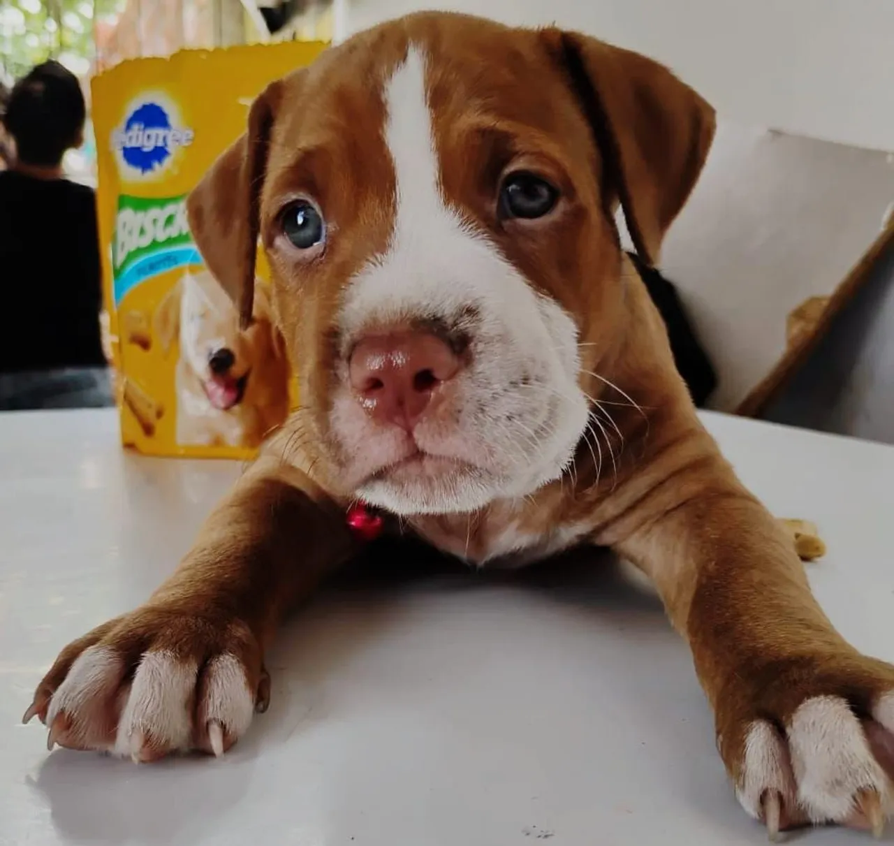 Filhote de Pitbull para venda