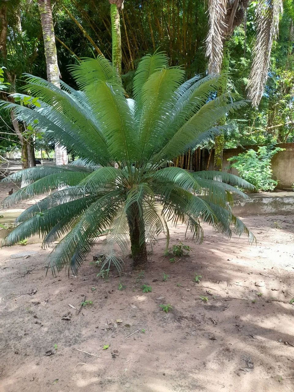 Palmeira Exótica Elegante para Jardim - Beleza Natural - Foto 4