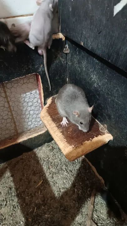 Doação ratos Twister adultos 