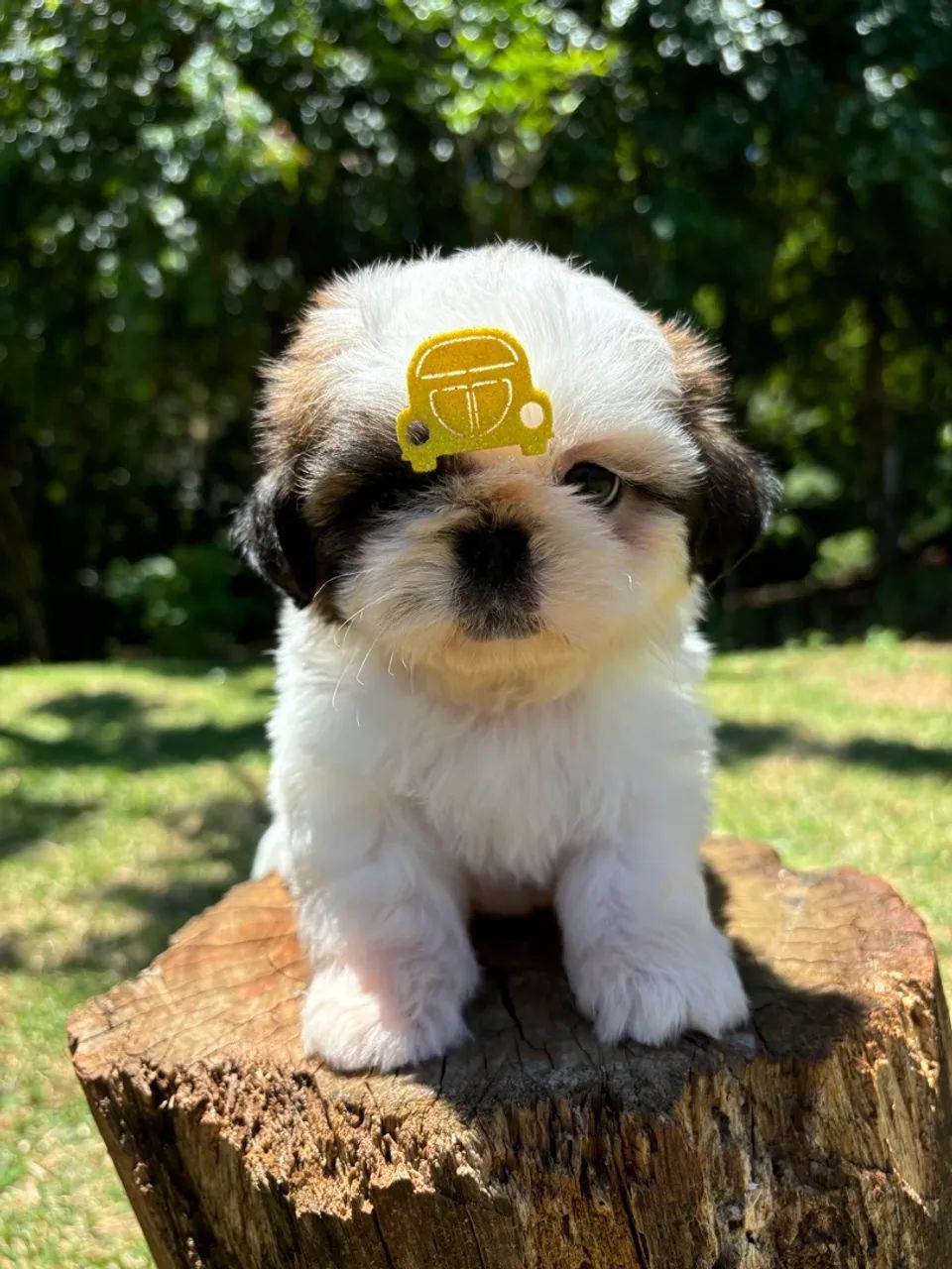 Vendo Macho de Shitzu mini  - Foto 6