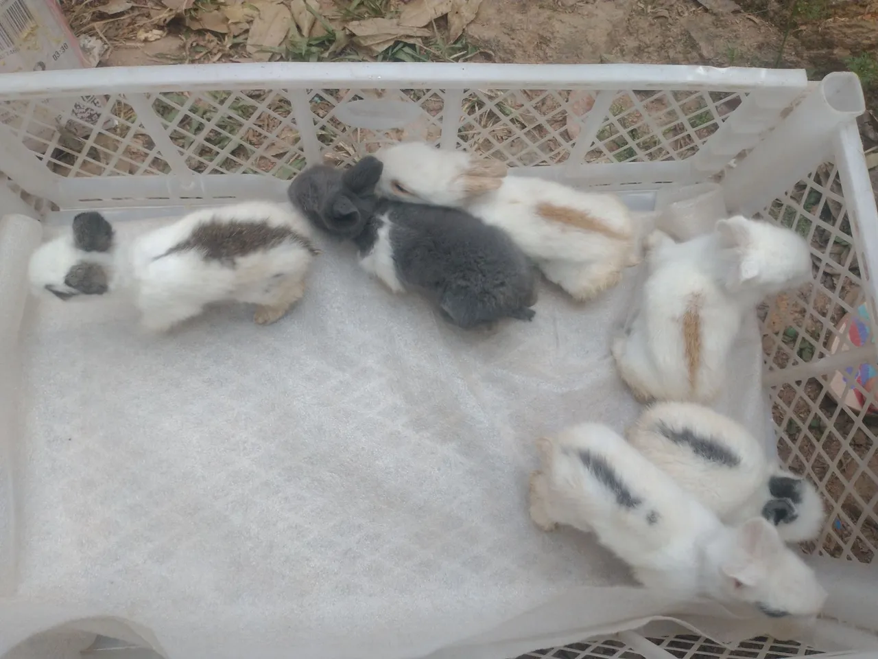 Minis laion , peludinhos e que ficam menores .