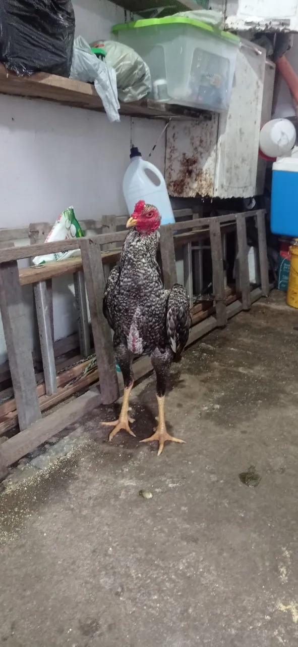 Galo Moura