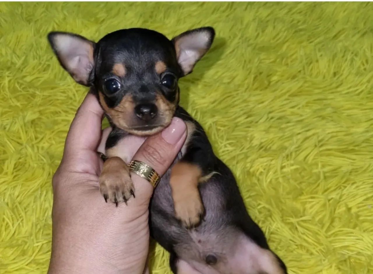 Filhotes de Pinscher 00 fêmeas e machos  - Foto 3