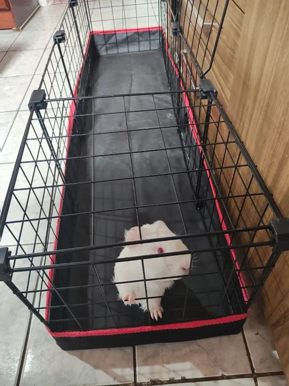 Pilhote de porquinho da india raça Sheltie com Cercado incluso *Entrego*