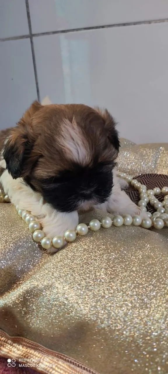 Shih Tzu filhote lindo