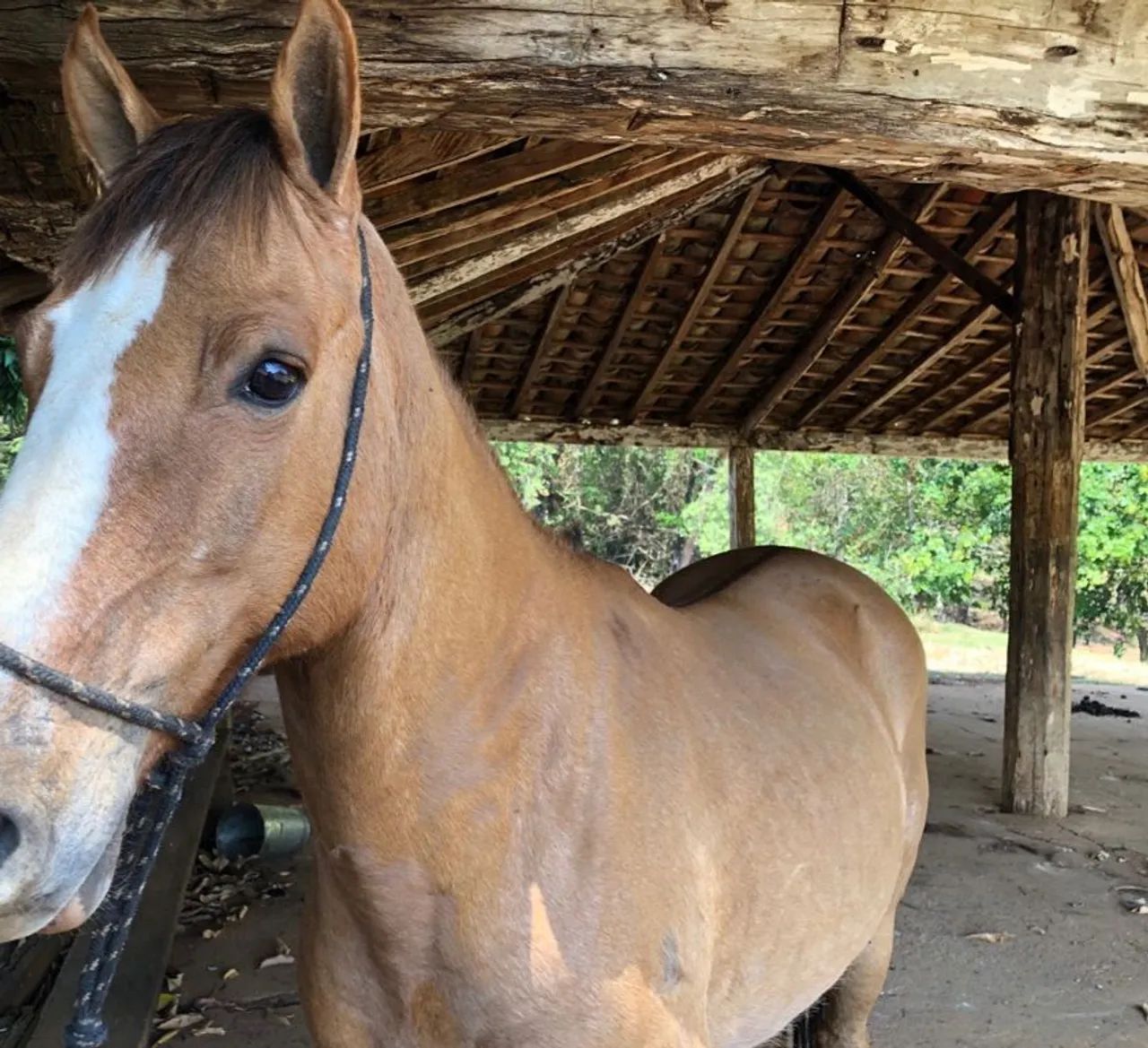 Cavalos e éguas  - Foto 2