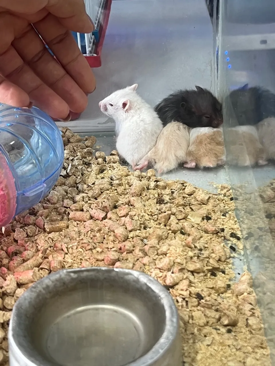 Hamster sírio filhotes