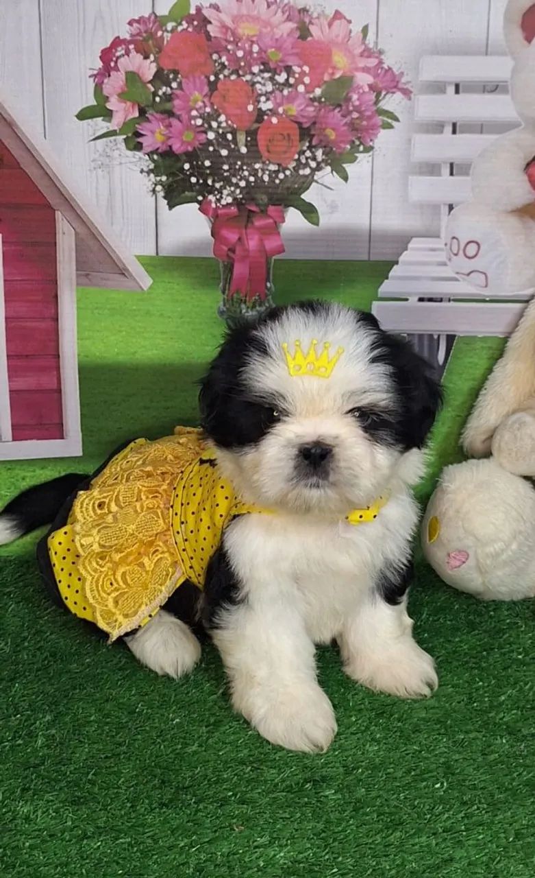 Filhote Shih Tzu Fêmea - Foto 2