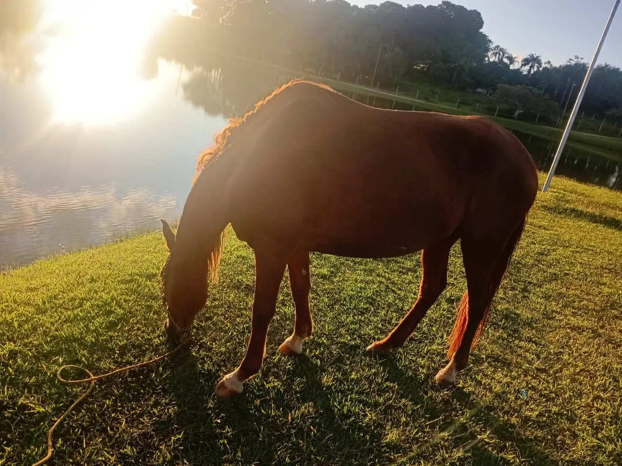 Cavalo pastando em um belo cenário