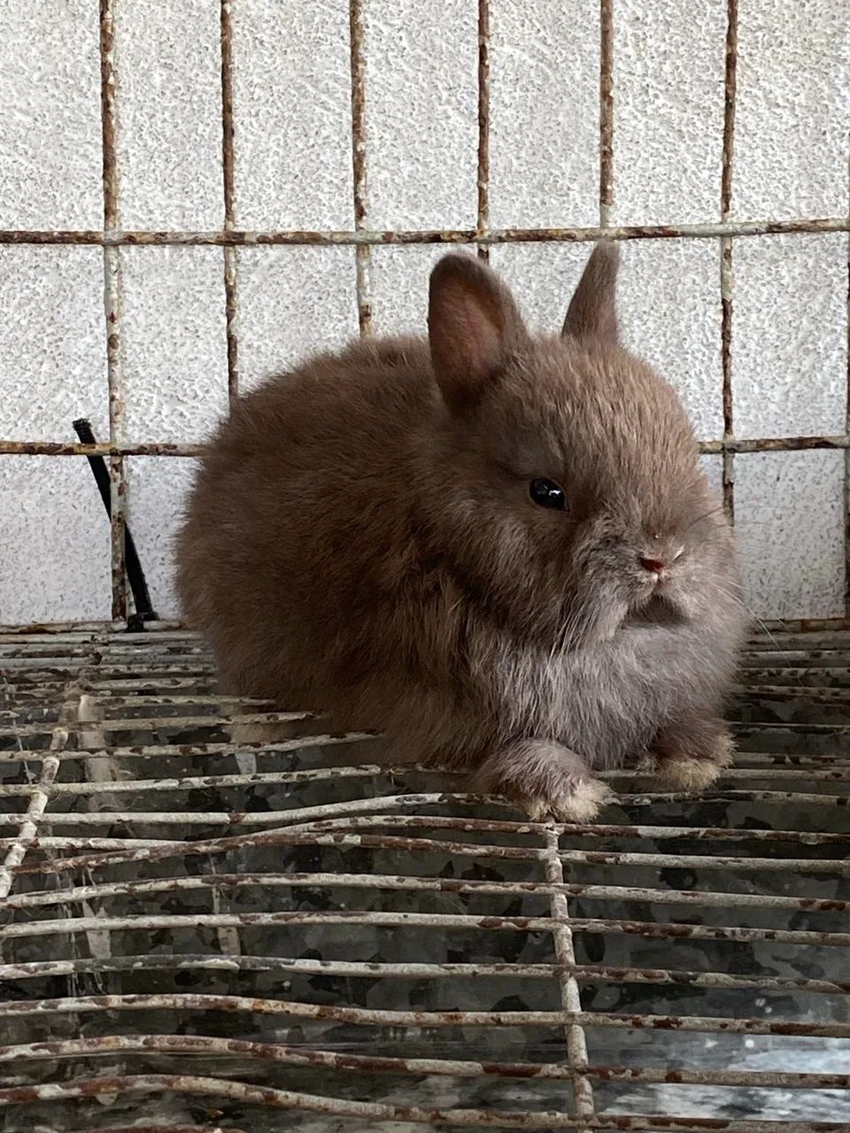 Coelhos netherland dwarf anão