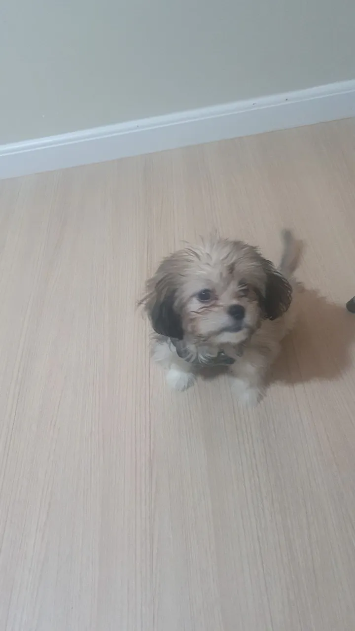 Filhote de Shitzu com ilhasa, com 3 meses. Ja tomou 3 vacinas e ta vermifugada.