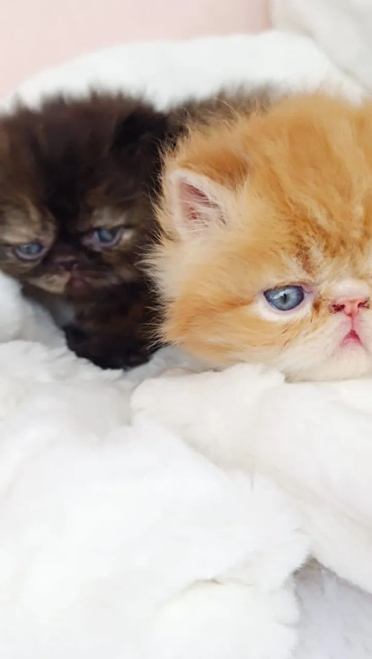 PERSA SUPER  SHOW - Foto 2