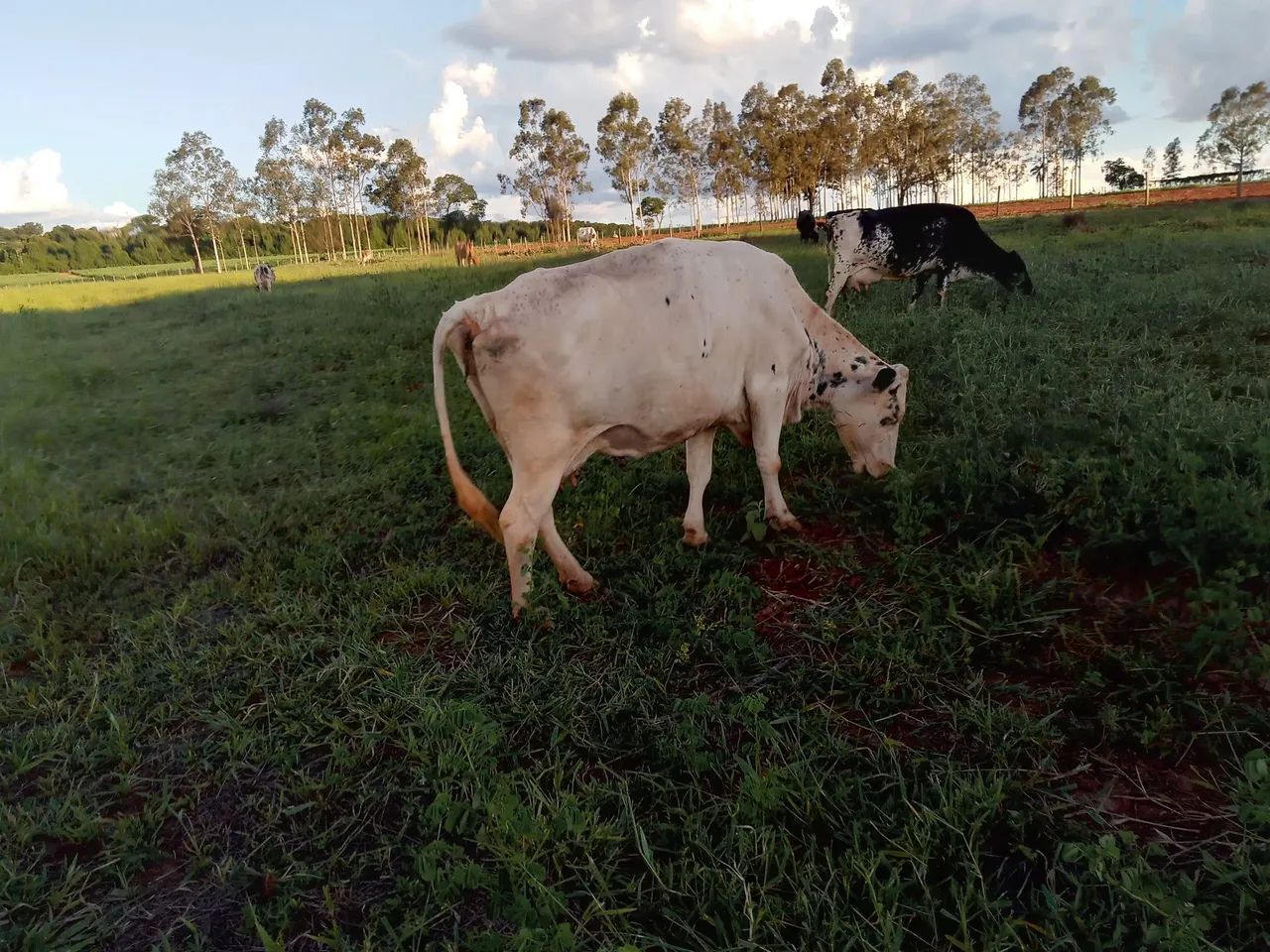 Vaca p/ cocho 16@ - Foto 2