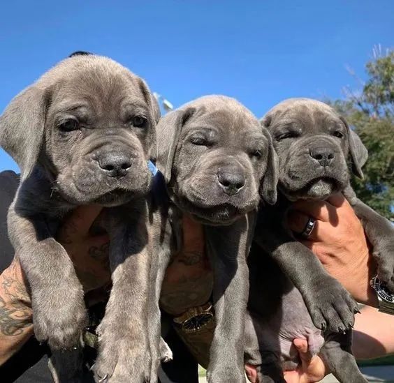 Cane Corso Machoos 