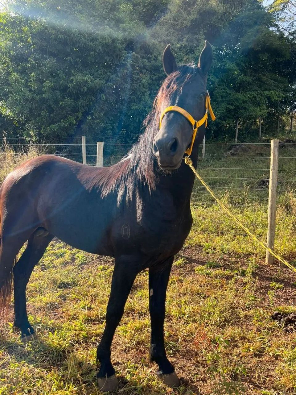 CAVALO GARANHÃO MANGALARGA REGISTRADO - Foto 3