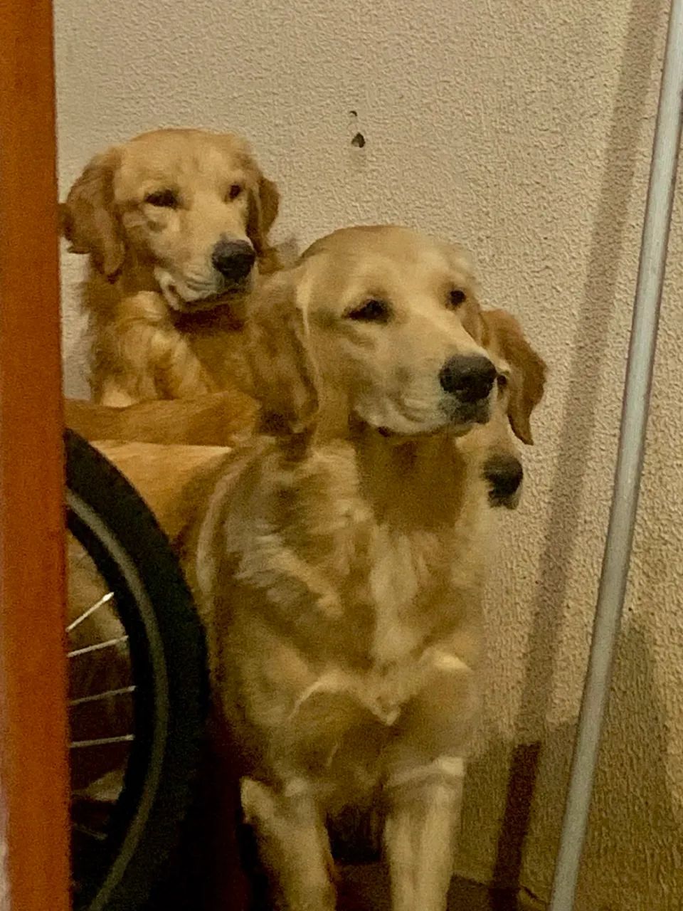 Filhotes Golden Retriver  - Foto 4