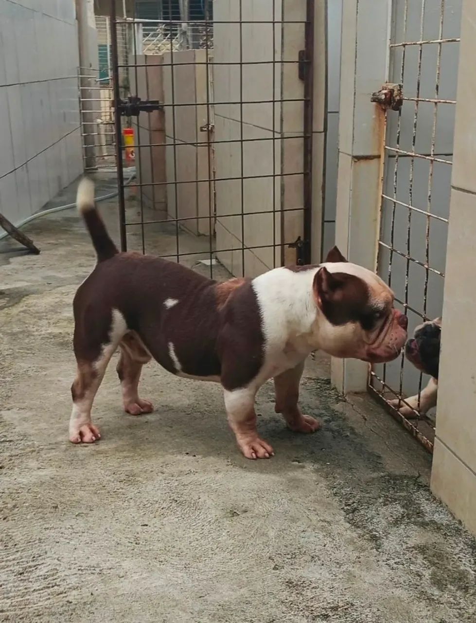American Bully  - Foto 4