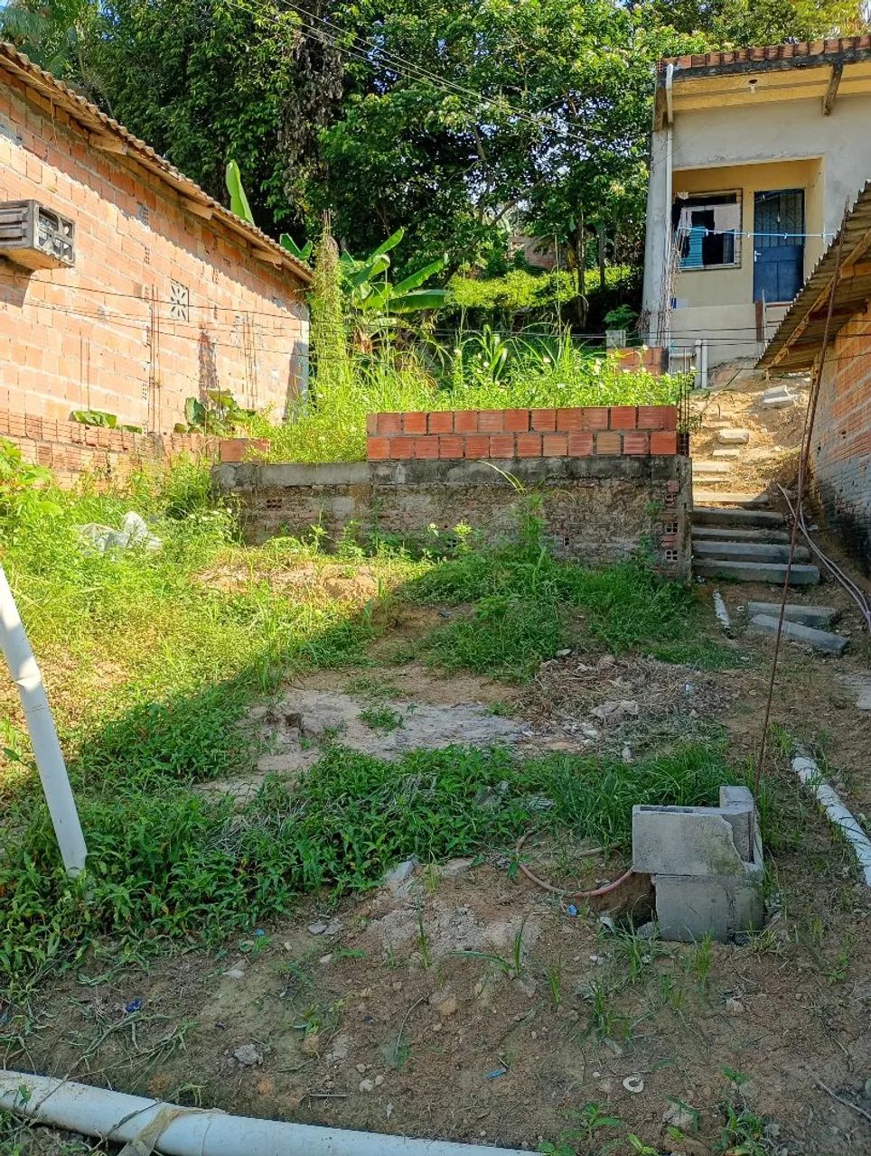Foto - Manaus - Coroado