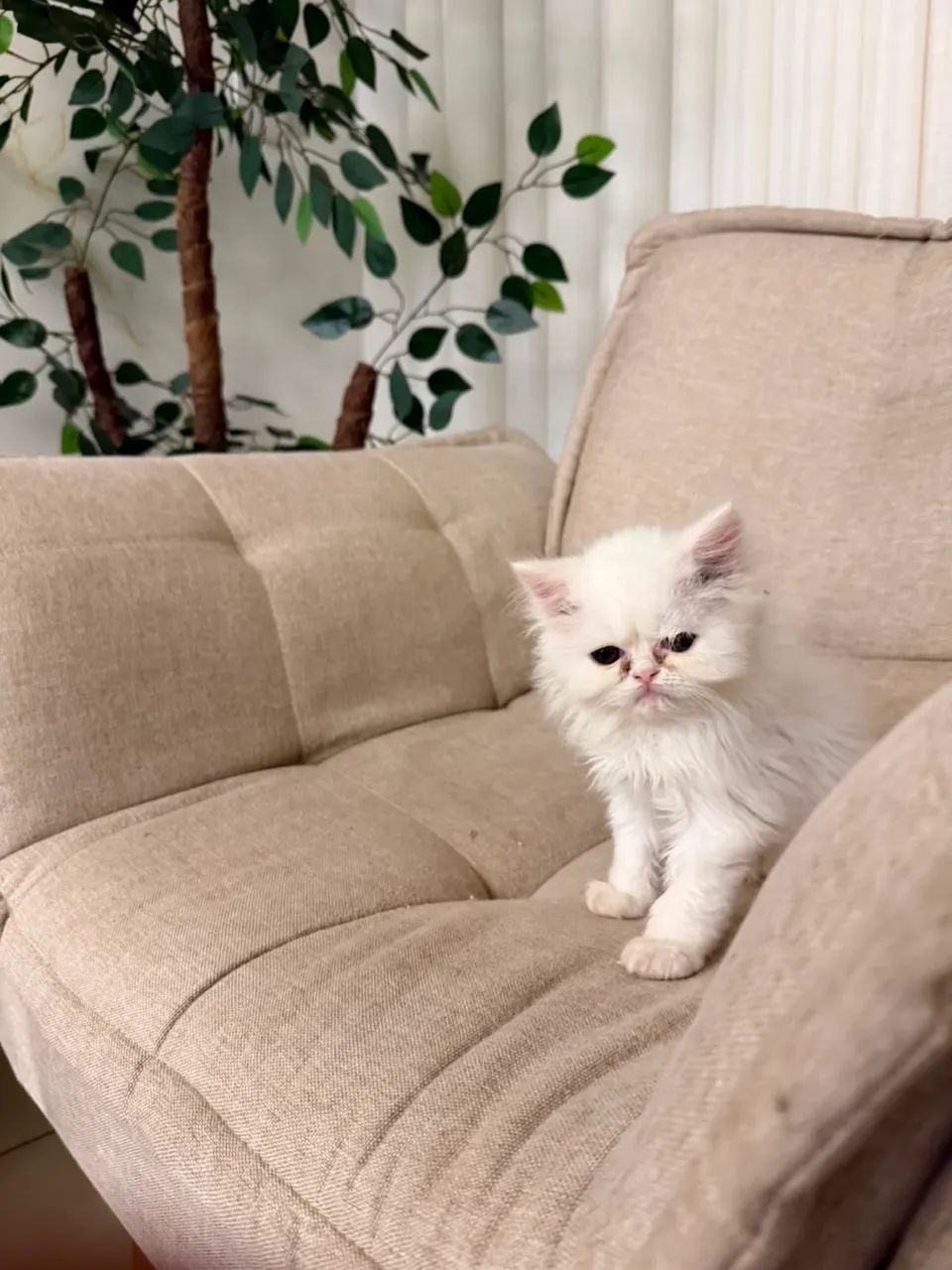 Vendo Gato persa  - Foto 3