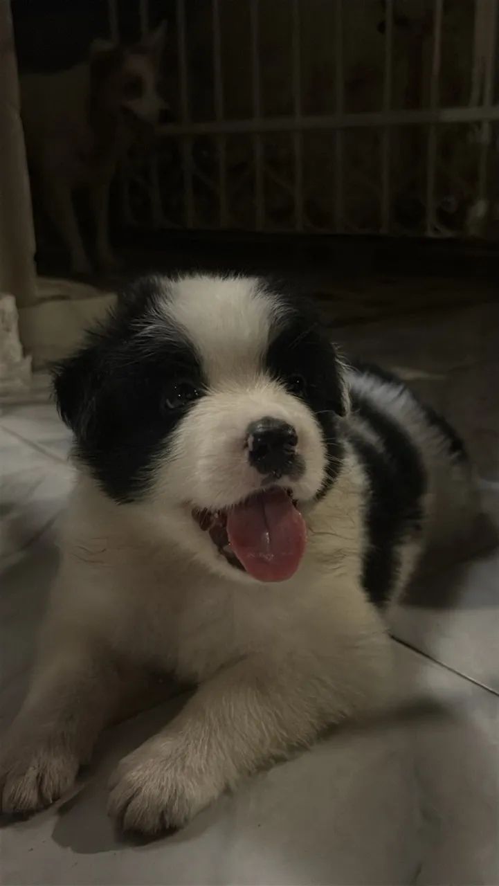 FILHOTES BORDER COLLIE - Foto 5
