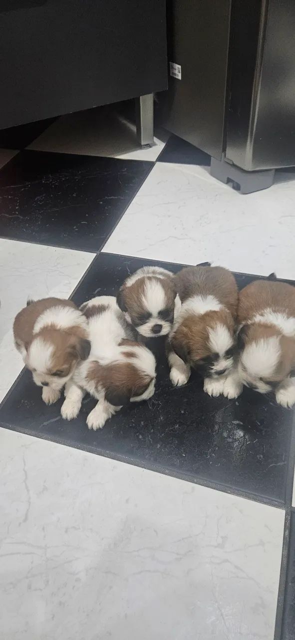 SHIH TZU FILHOTES 