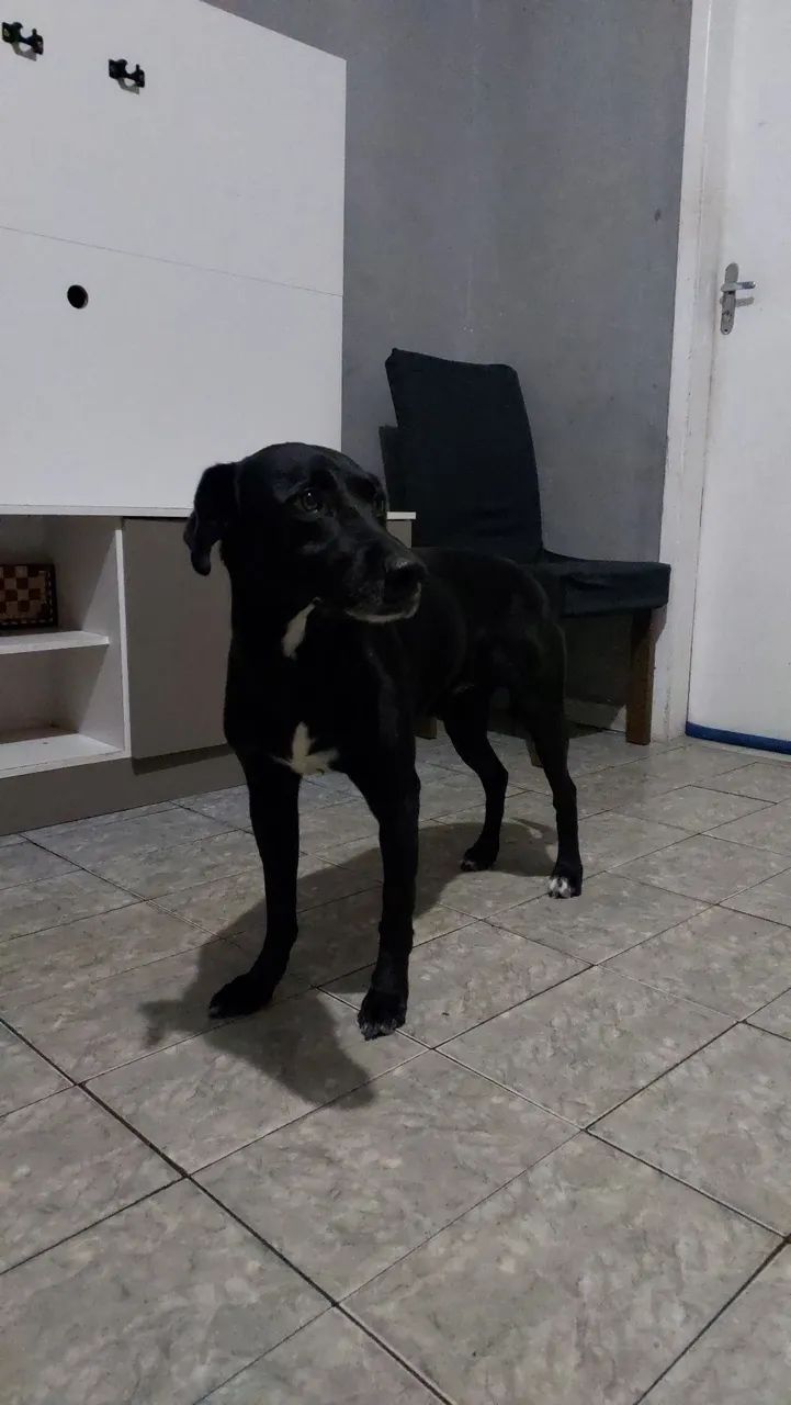 Doação - Foto 4
