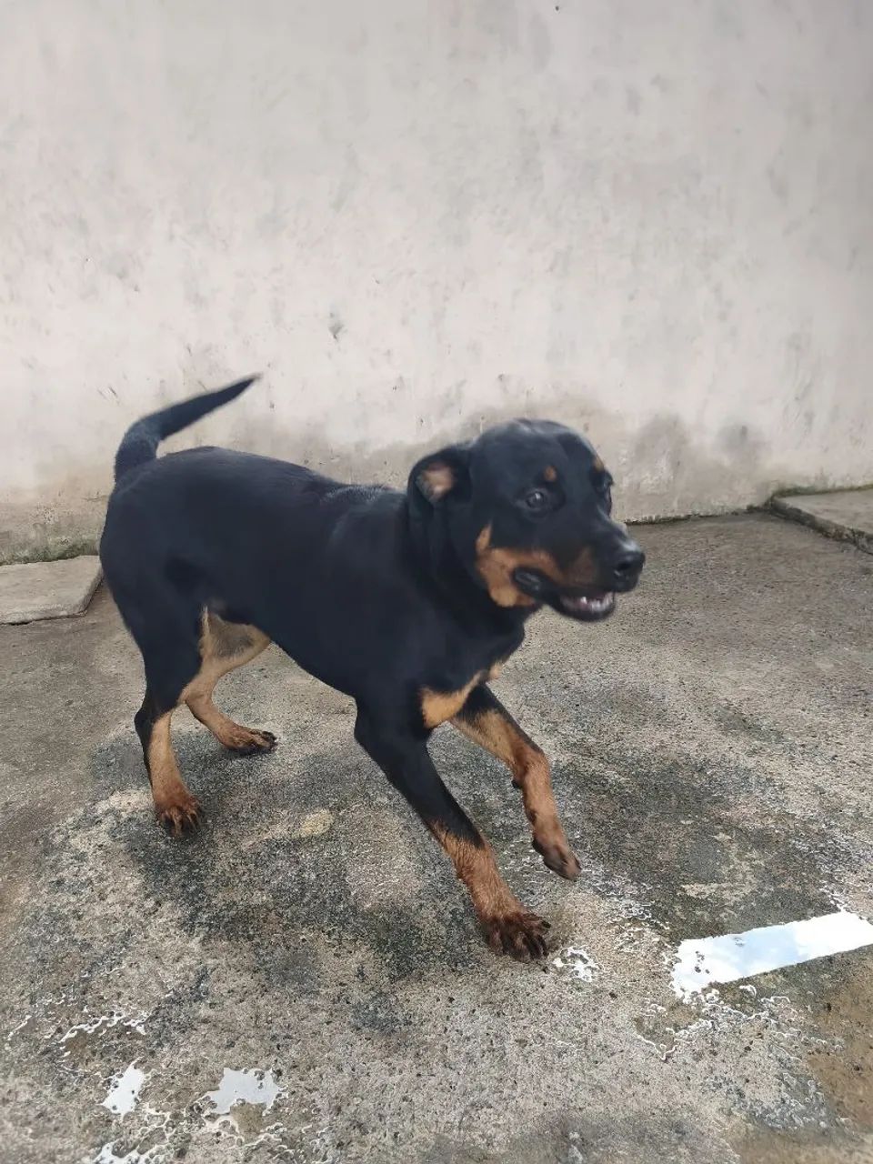 Doação de Rotweiller  - Foto 2
