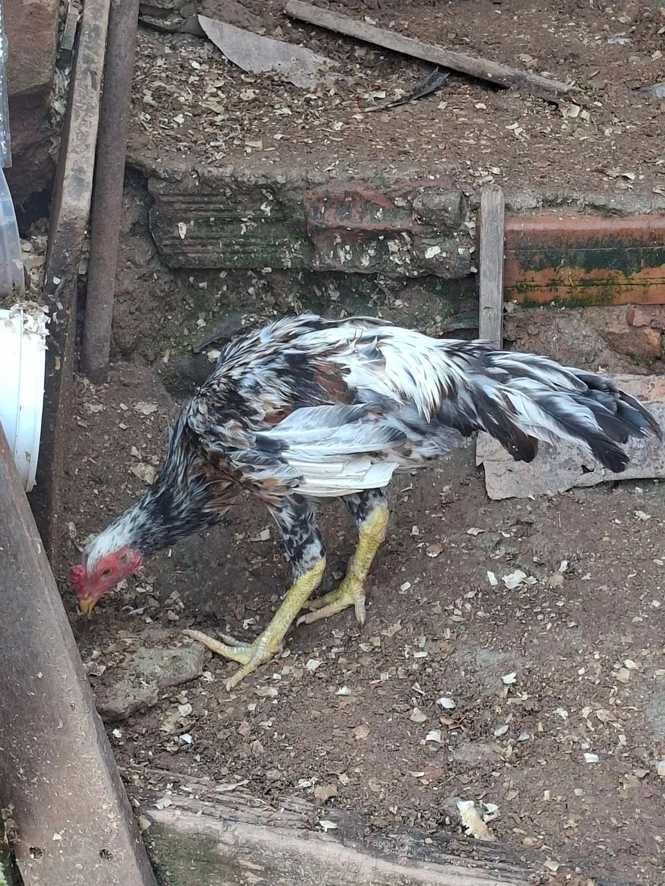 Frango Índio  - Foto 4