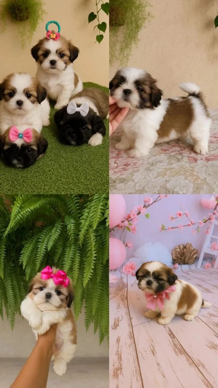 Shih Tzu brincalhão 