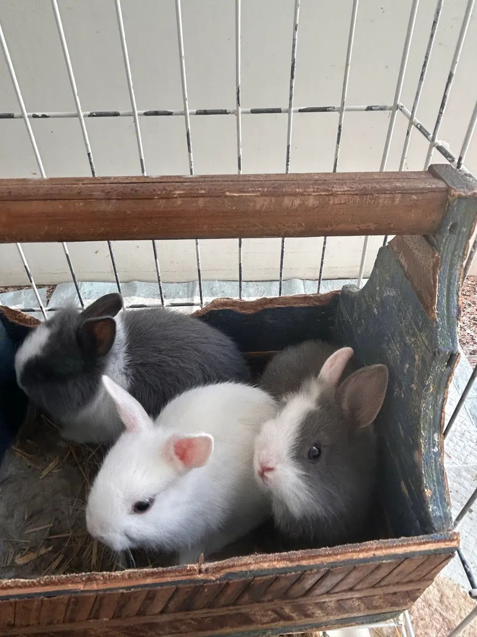 Coelhos filhotes - Foto 4