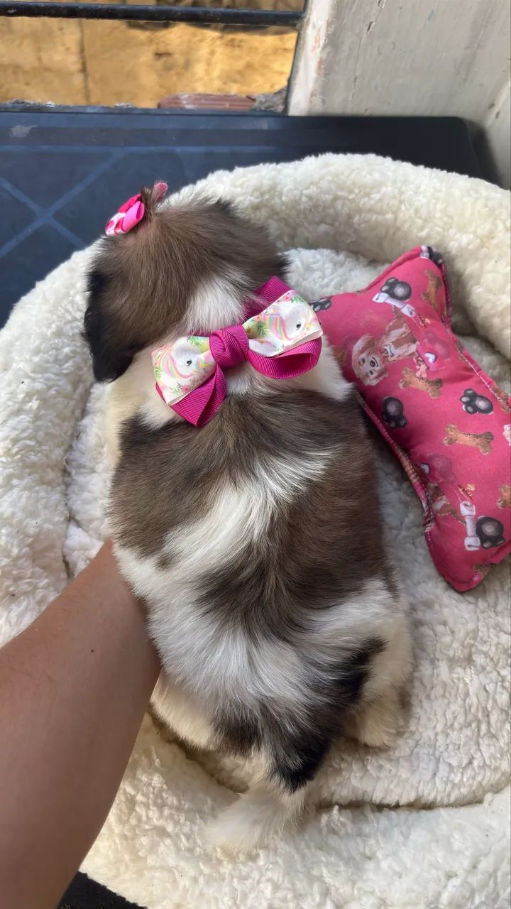 Shihtzu fêmea e macho  - Foto 2