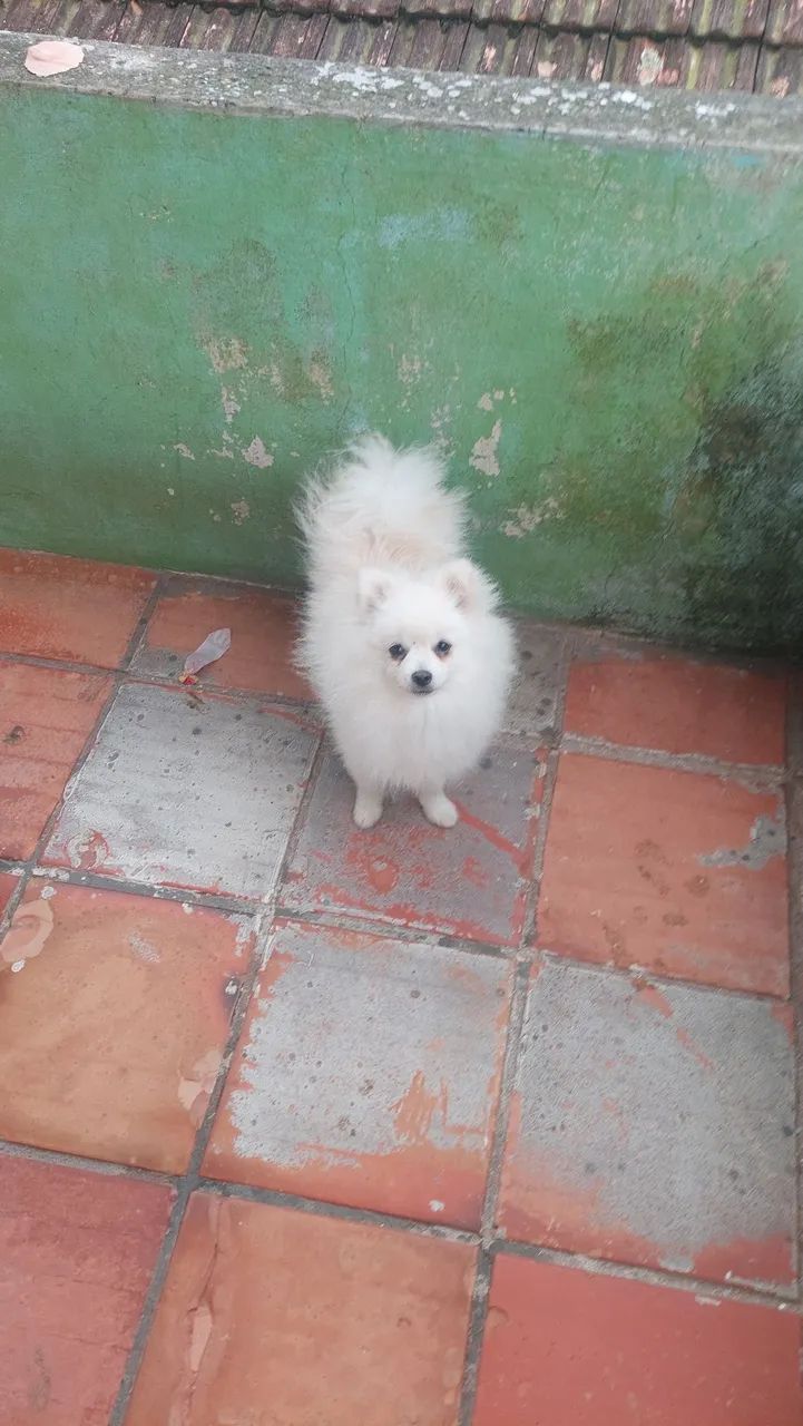 Cão  - Foto 2