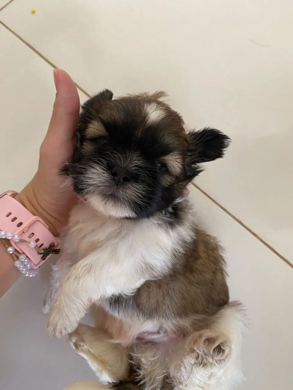 Cachorro Shitsu Macho - Foto 2