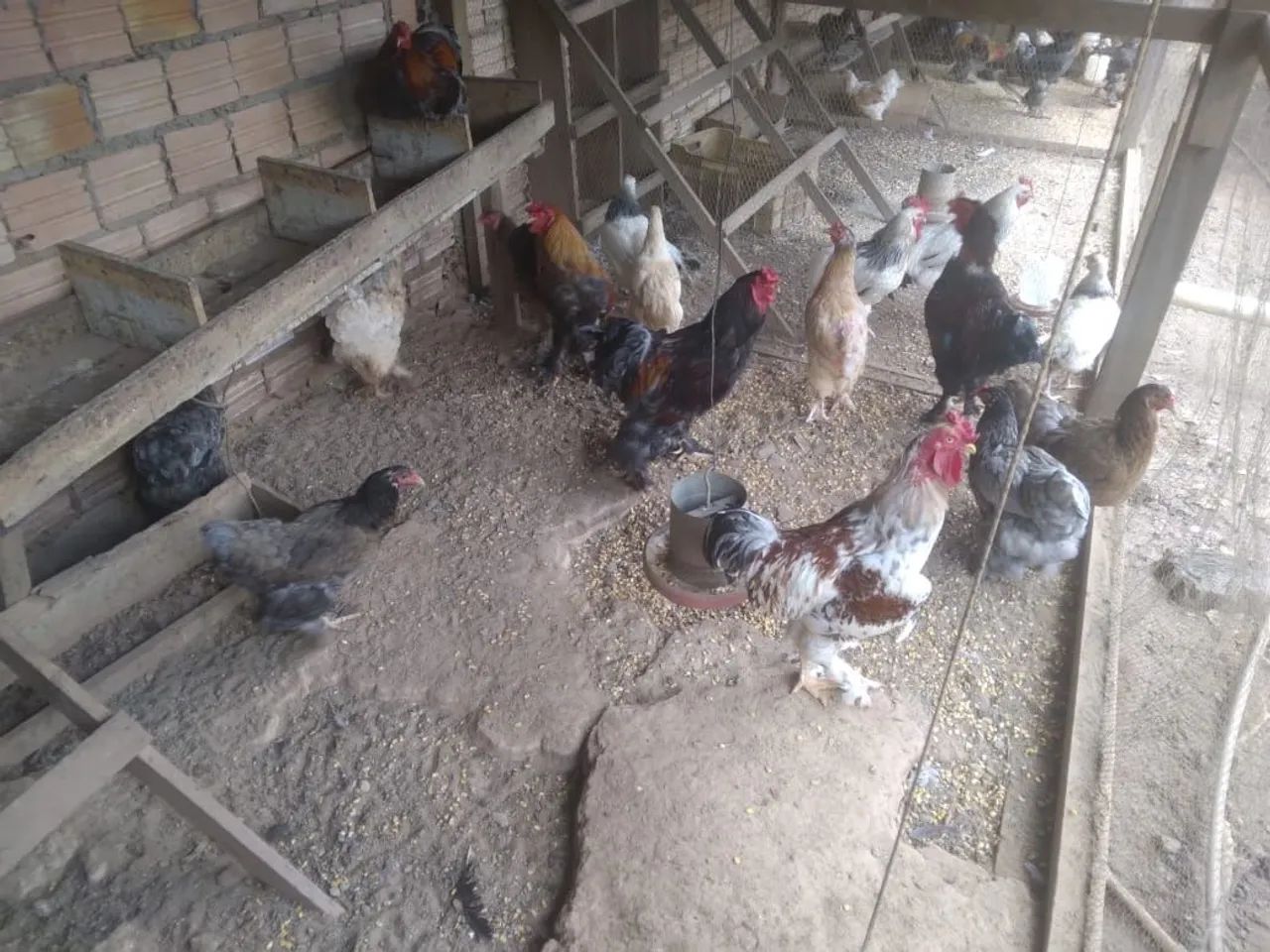Vende-se gal9 e galinhas Brahma. - Foto 2