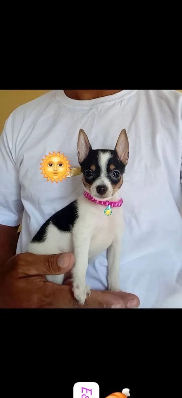 Pinscher gente temos fêmea e macho 