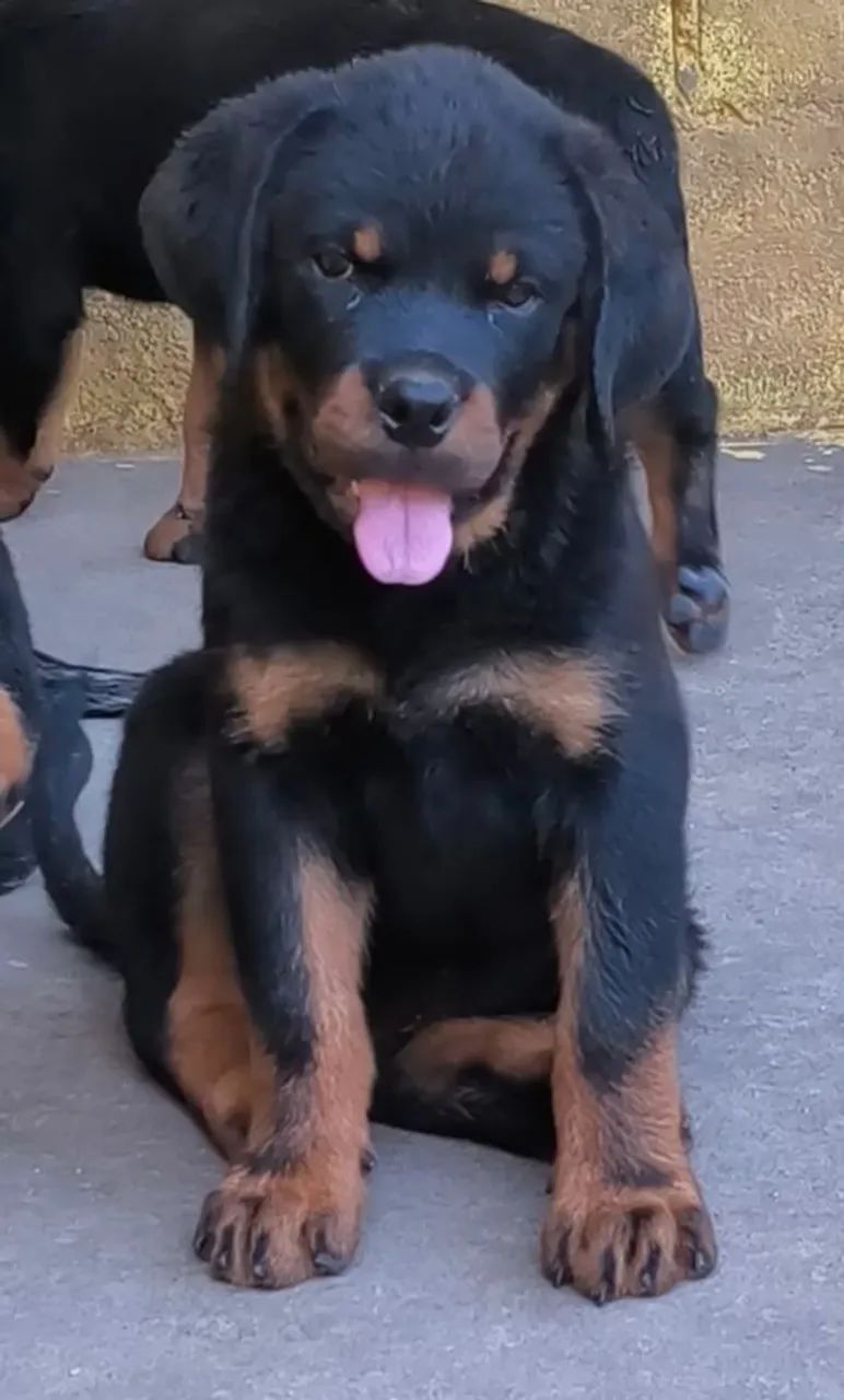Rottweiler Filhotes  - Foto 2
