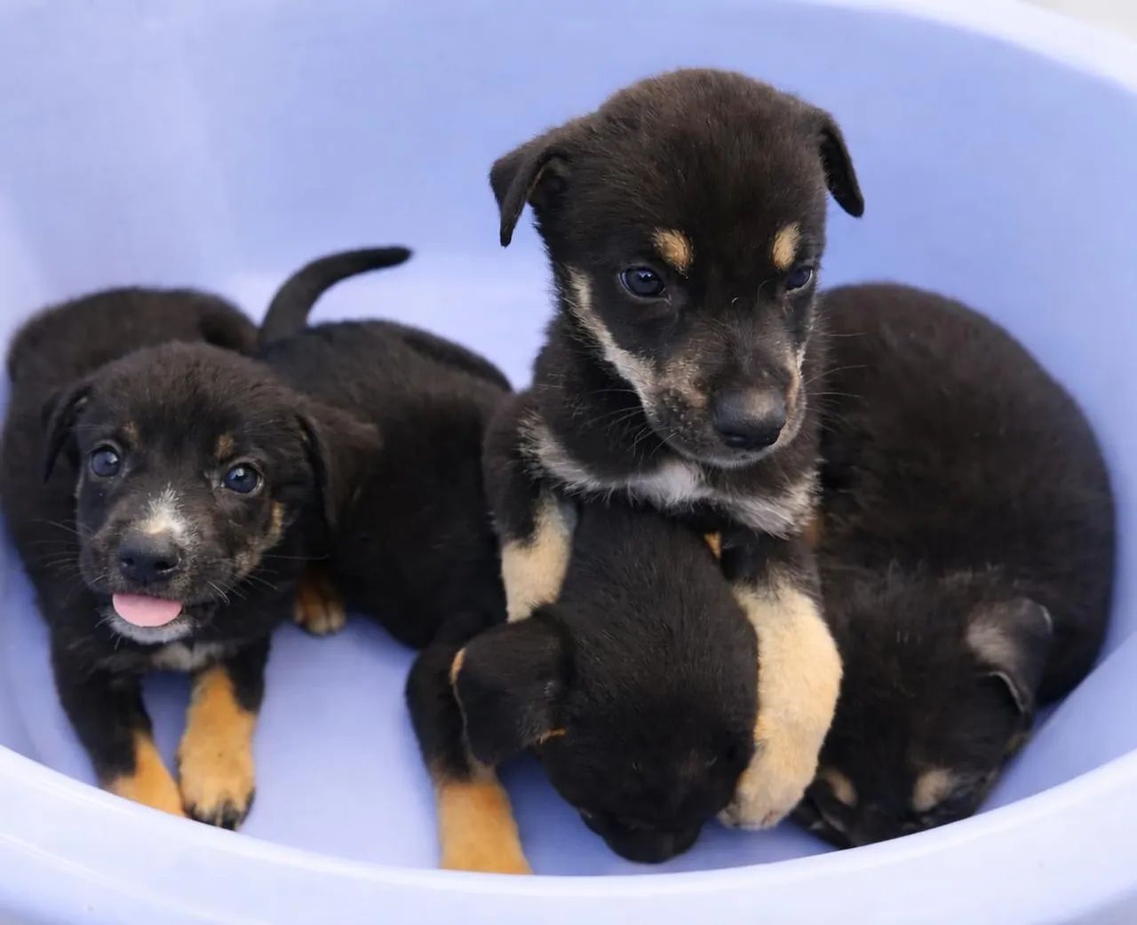 Cachorros filhotes para doar - Foto 3