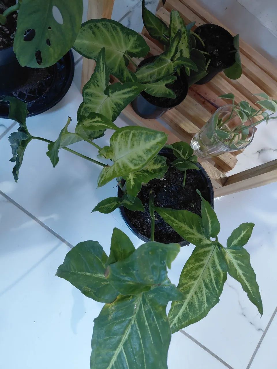 Plantas - Foto 4