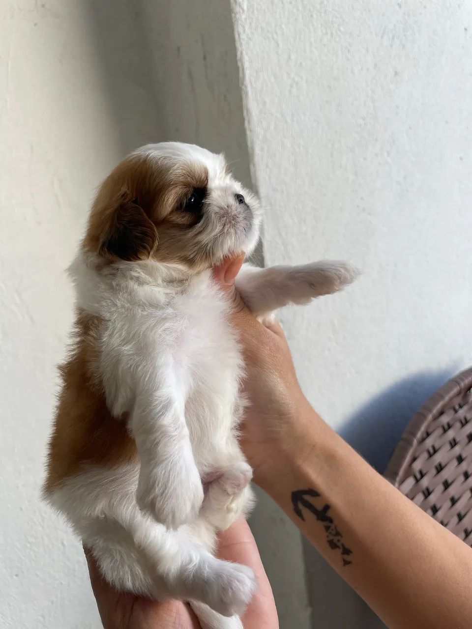 Shih tzu macho  - Foto 3
