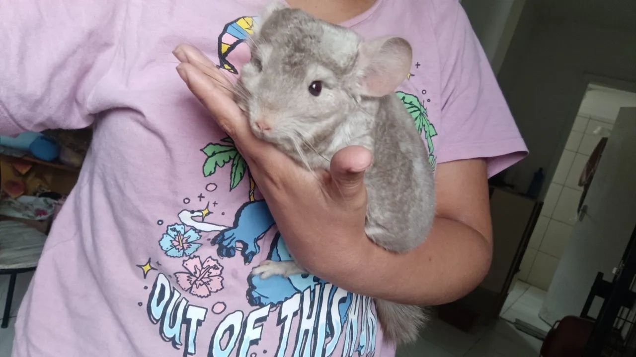 Chinchila macho
