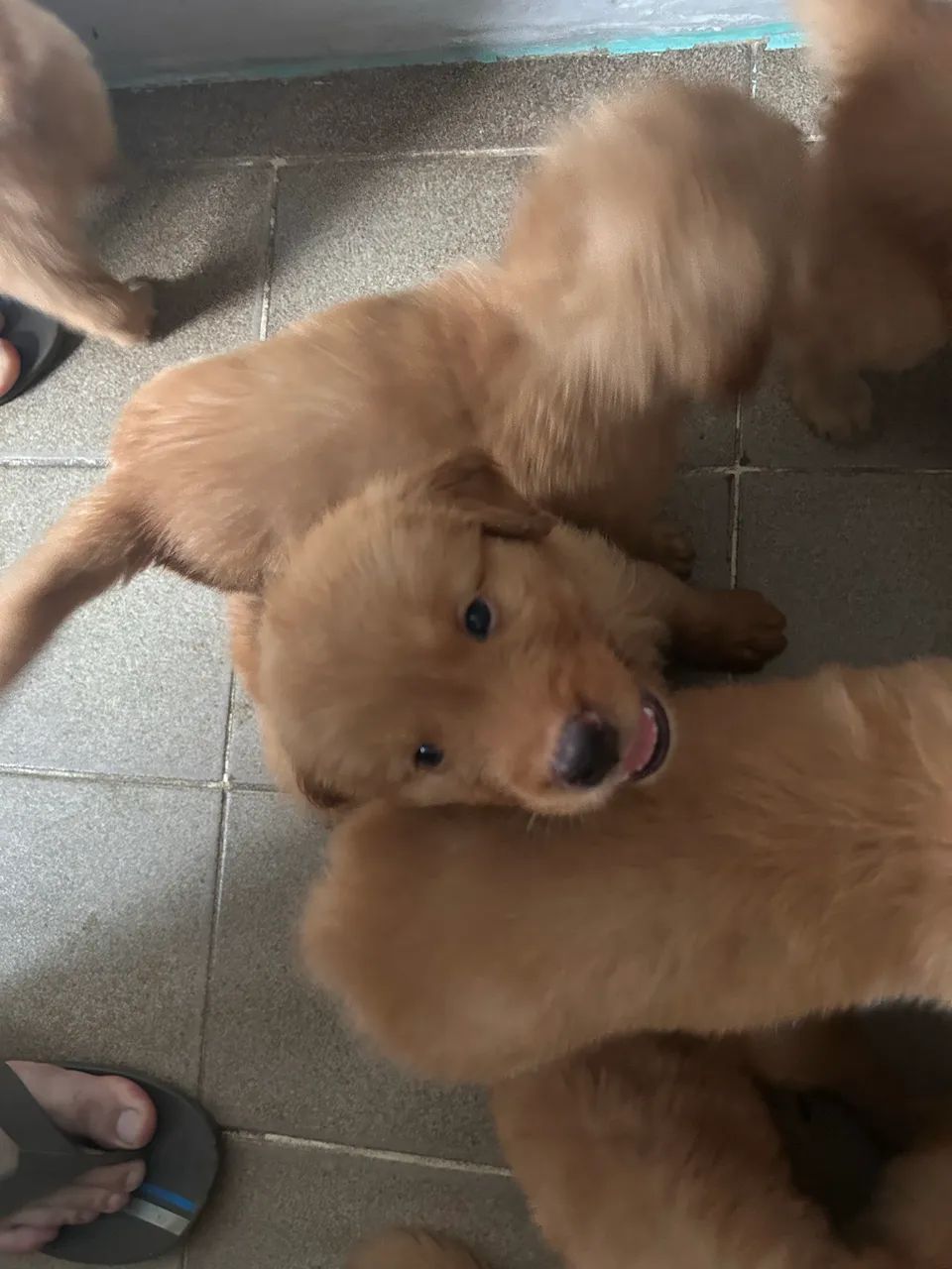 Fêmea de Golden Retriever