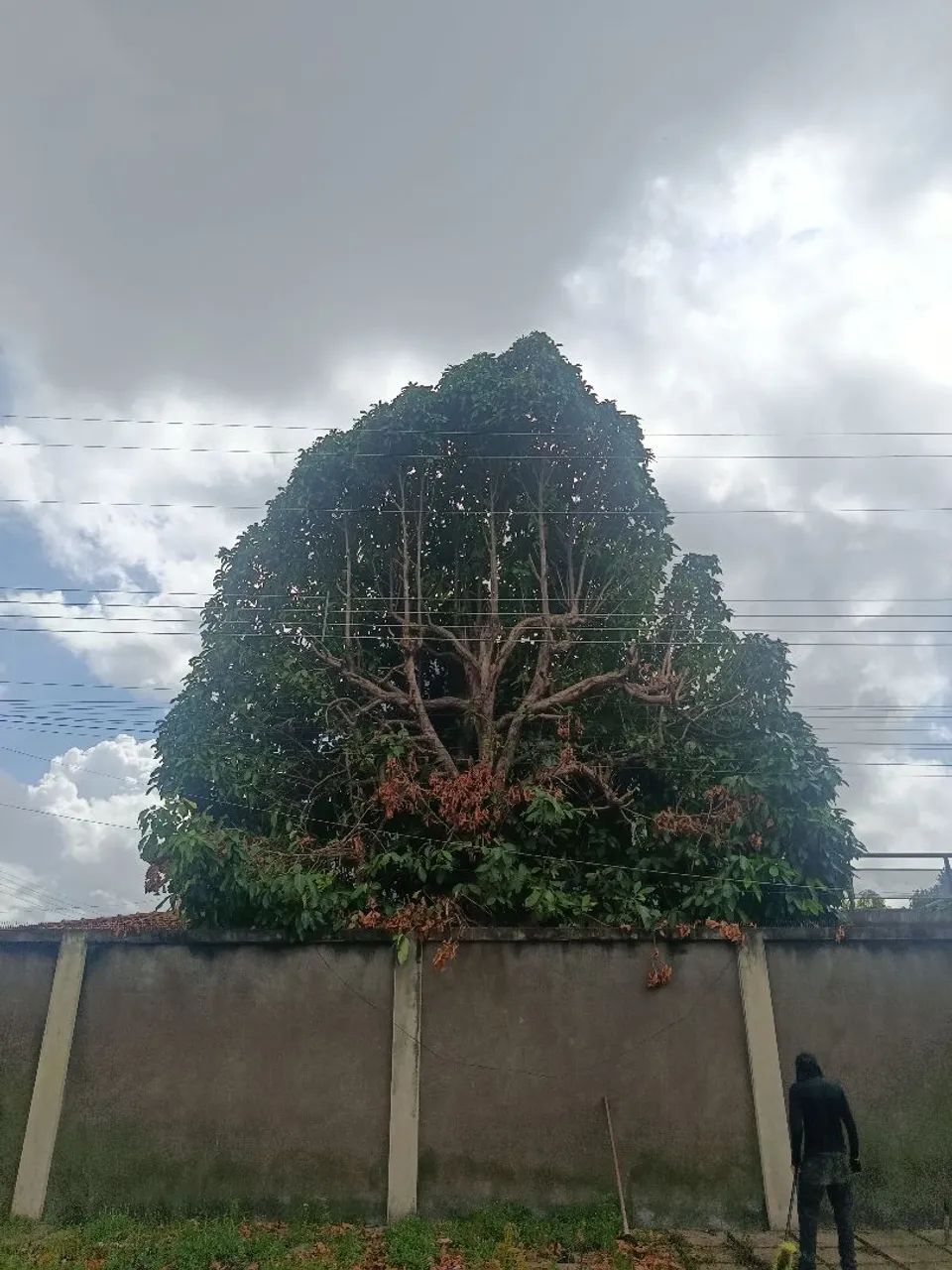 Corte e poda de árvore 