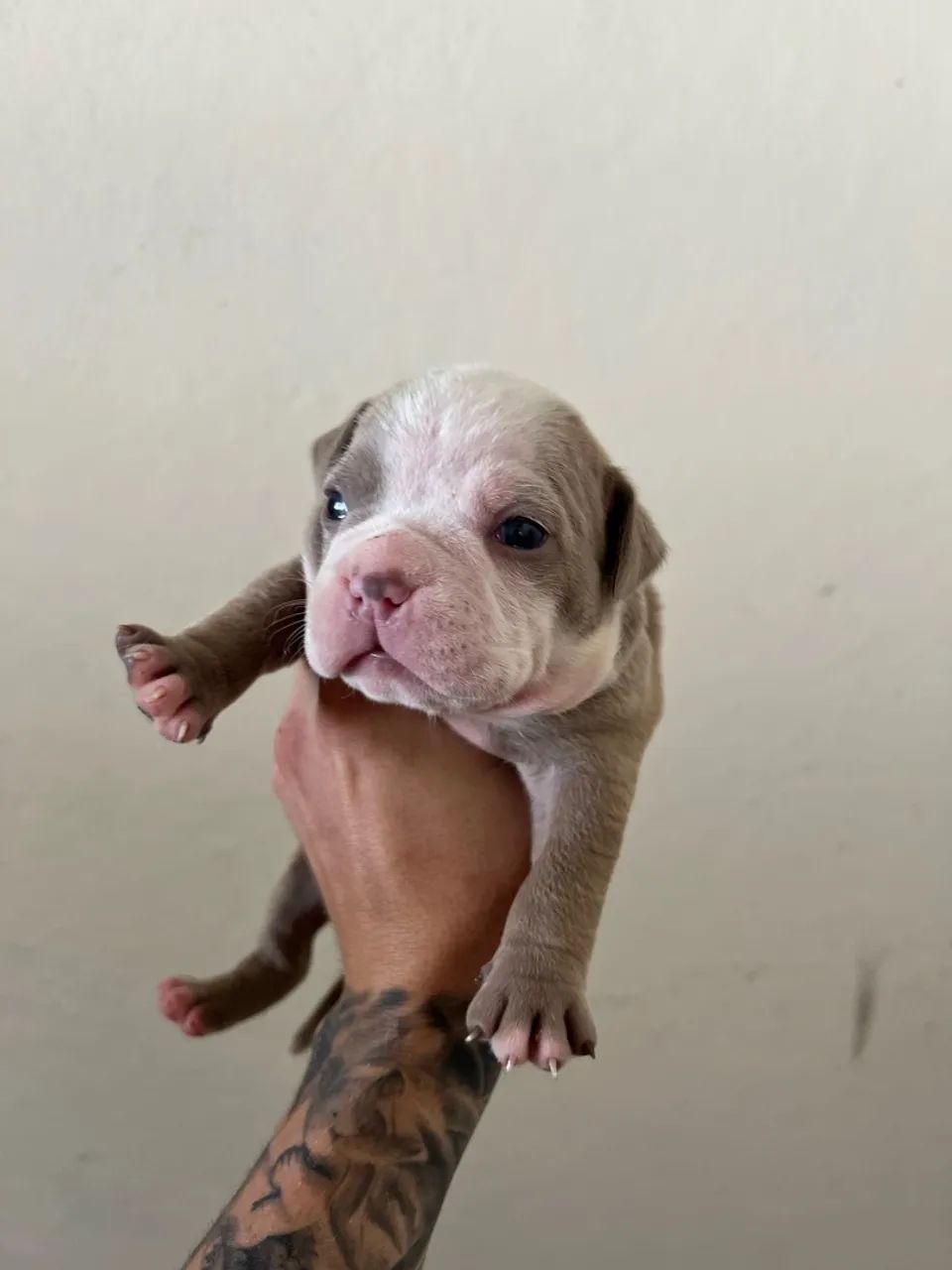 FILHOTES DE AMERICAN BULLY - Foto 3